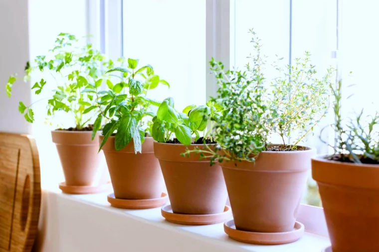 plantes aromatiques en pot devant une fenetre