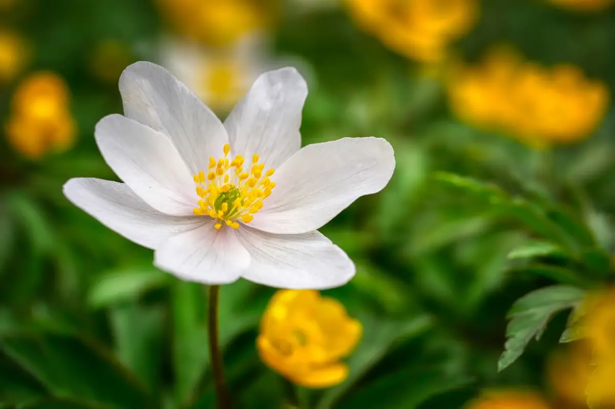 plantes couvre sol anemone fleur blanche petales feuilles vert fonce