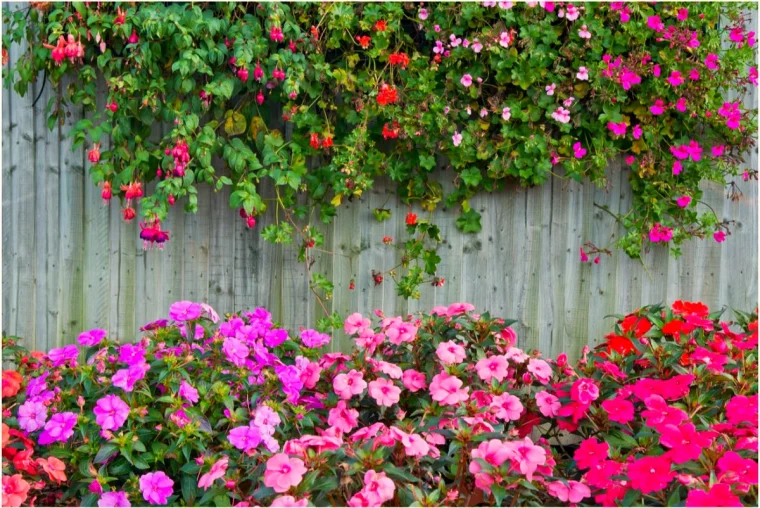 plantes grimpantes a planter en automne fleurs roses feuilles vertes
