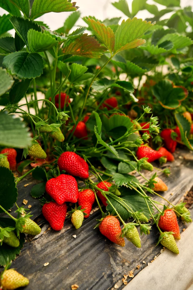 plants des fraisiers fruits rouges feuiles fraises
