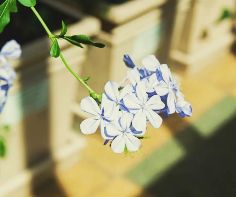 plumbago plante en pot faire fleurir son balcon tout au0long de l année