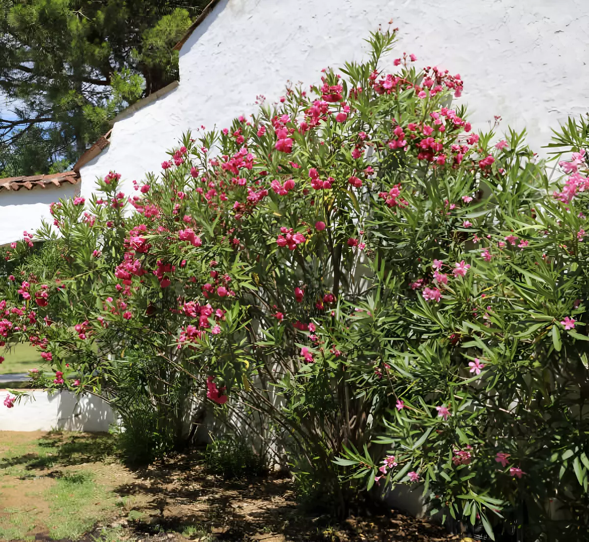 plusieurs arbustes de lauriers roses adosses a bâtiment au mur blanc exterieur