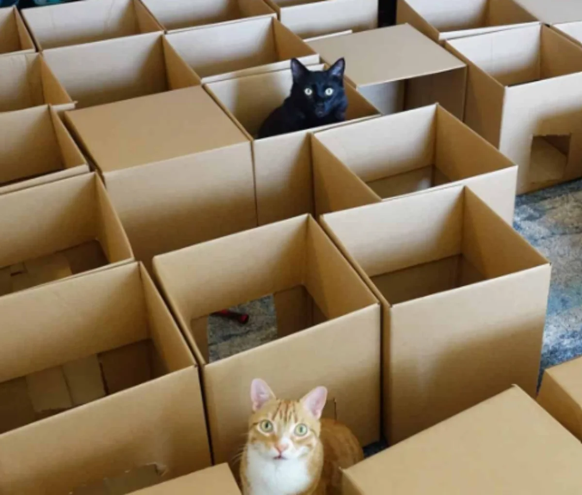 plusieurs cartons pour faire jouer deux chats