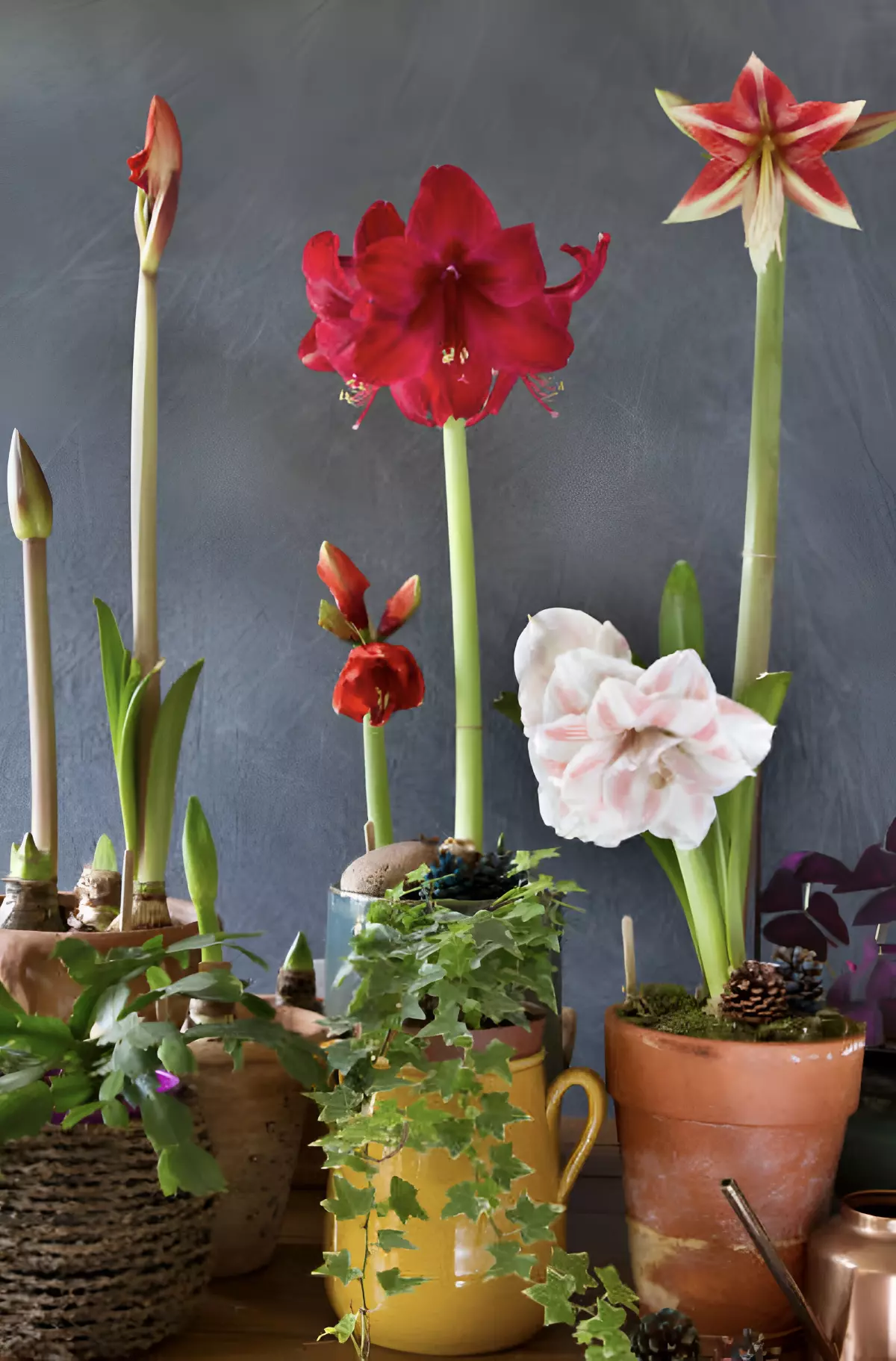 plusieurs pots de fleurs amaryllis belladonna avec des tiges de differentes longueurs et des fleurs de differentes couleurs