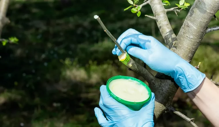 poirier quand comment et avec quoi le tailler mastic cicatrisant
