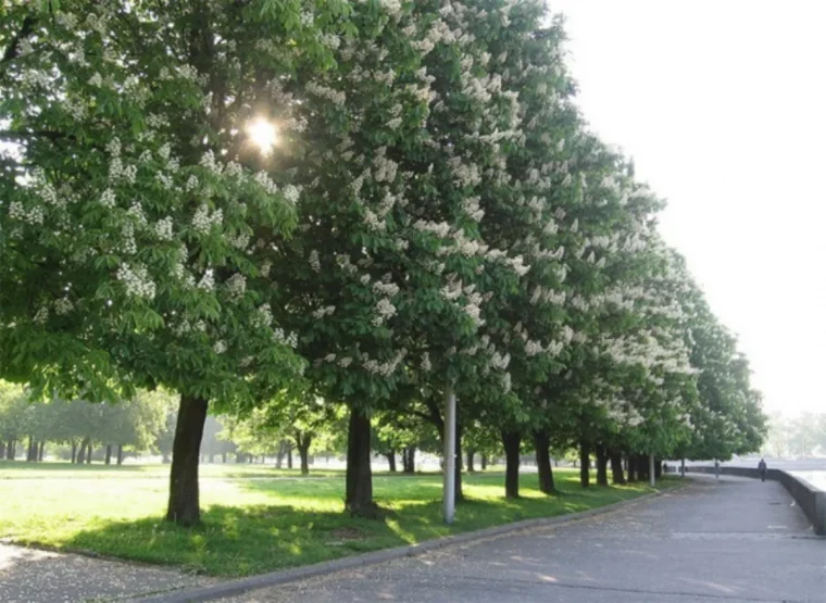 porter un marron d'inde dans sa poche parc demarronniers fleuris