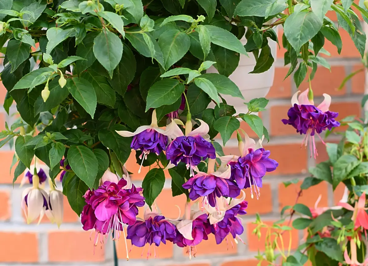 pot suspendu floraison plante feuillage vert fleurs violet facade maison briques