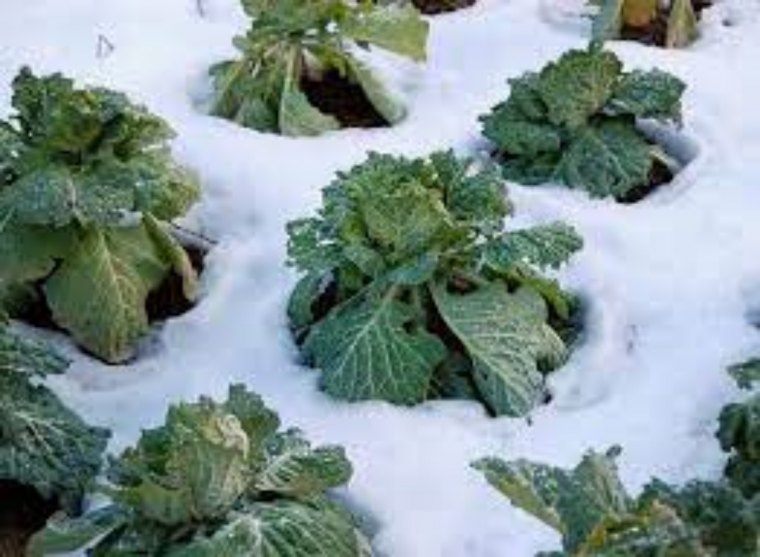 potager quand et pourquoi faut il retourner la terre en hiver couv