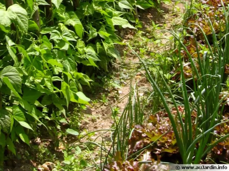 potager quand et pourquoi faut il retourner la terre en hiver mauvaises herbes