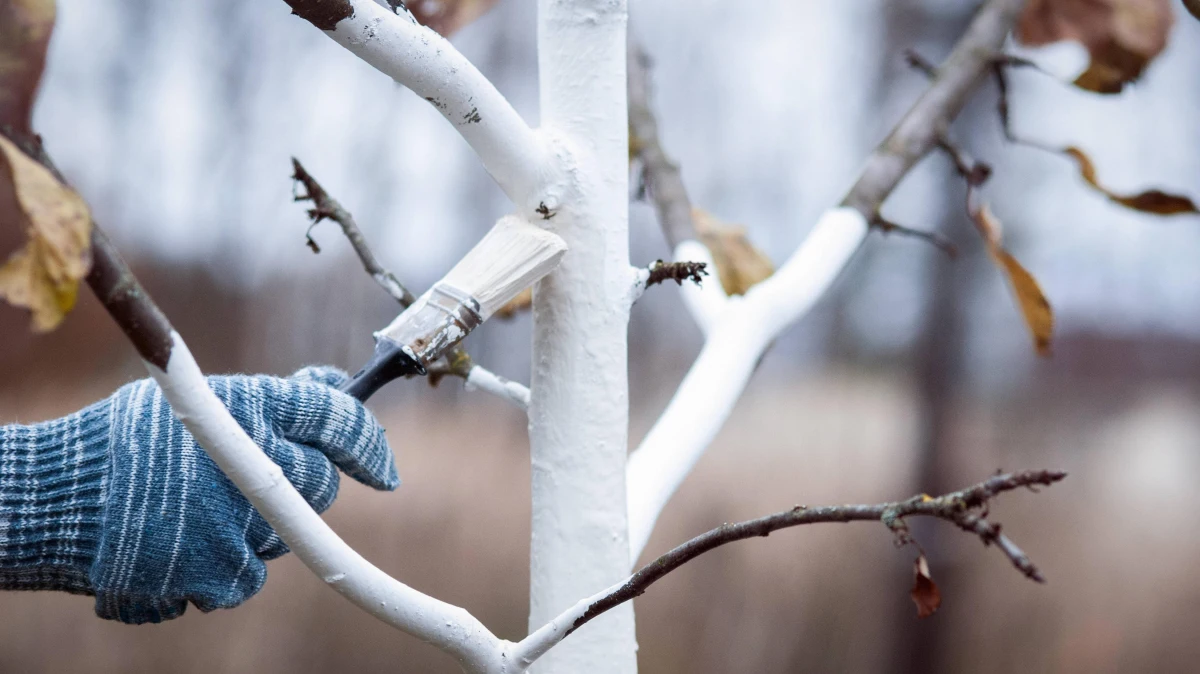 pourquoi chauler les arbres avan l hiver tronc blanc