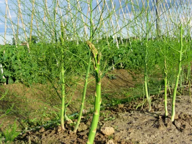 pourquoi couper les branches d asperges vertes en ocotobre