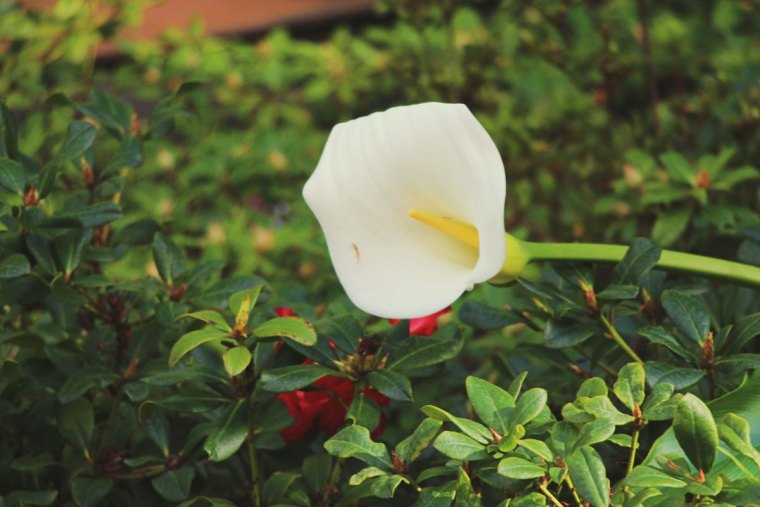 pourquoi et comment tailler les arums dans le jardin doubler la floraison