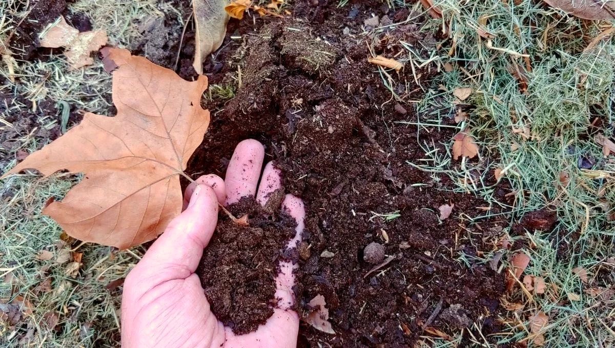 pourquoi faire du terreau de feuilles mortes fertilisation du sol