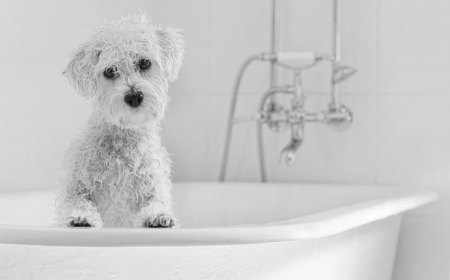 pourquoi il ne faut pas laver son chien trop souvent chien blanc dans labaignoire
