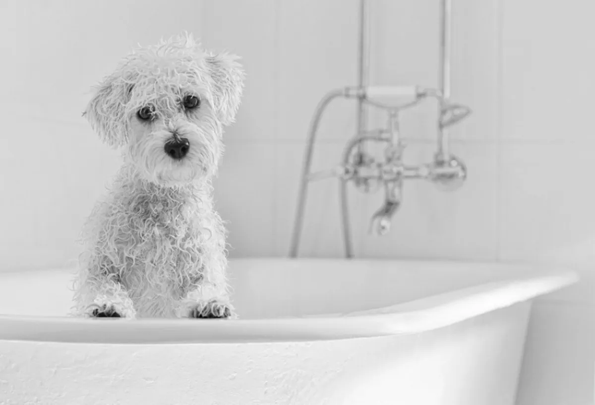 pourquoi il ne faut pas laver son chien trop souvent chien blanc dans labaignoire