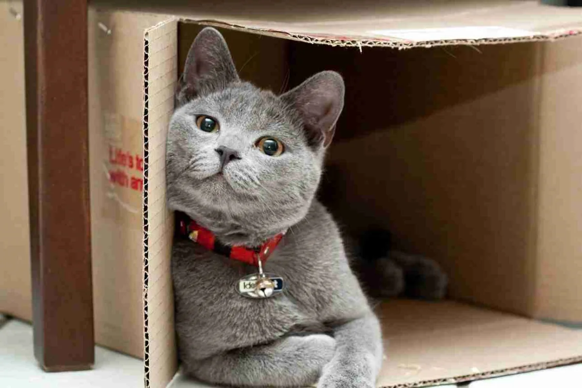 pourquoi les chats aiment les cartons d apres les experts