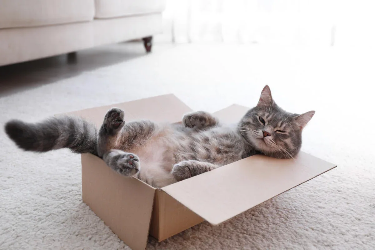 pourquoi les chats aiment les cartons reponse