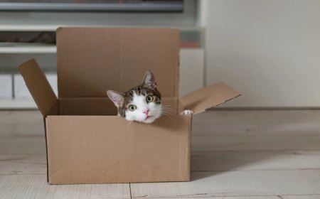 pourquoi les chats aiment les cartons voici les raisons