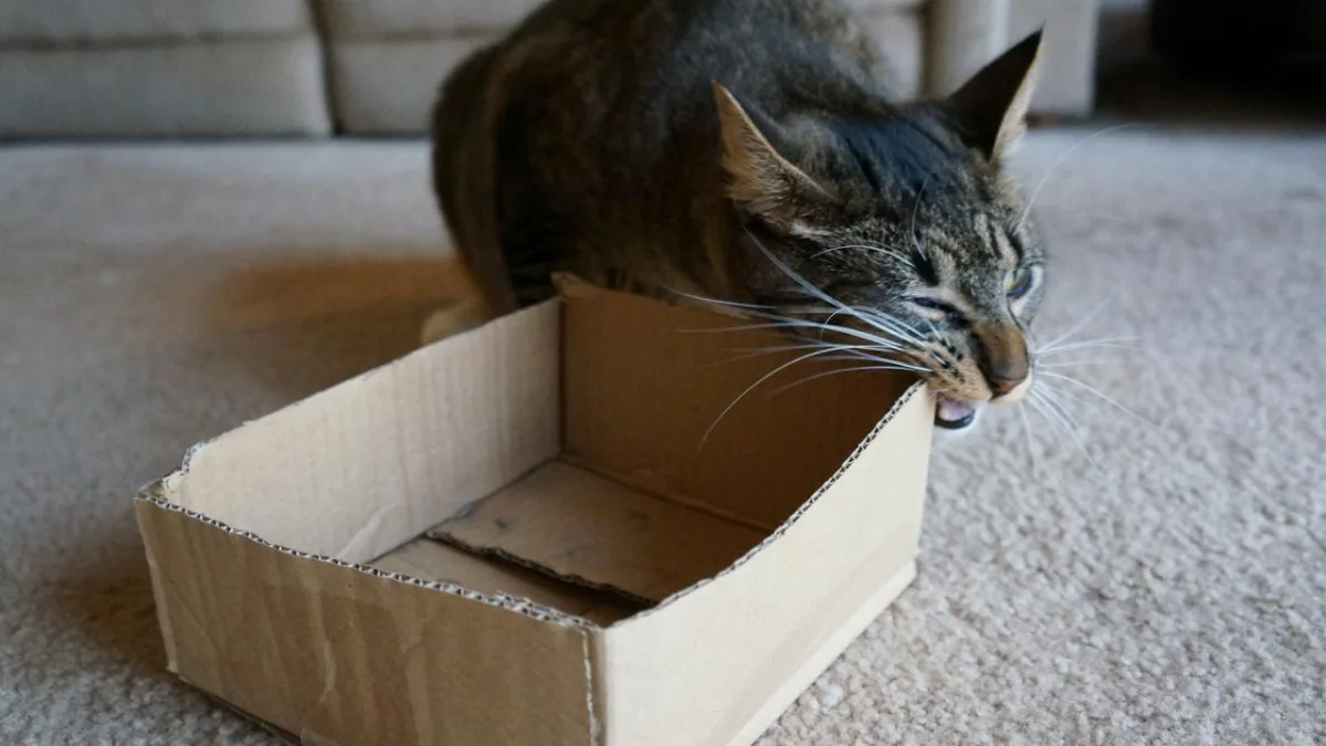 pourquoi les felins adorent macher le carton