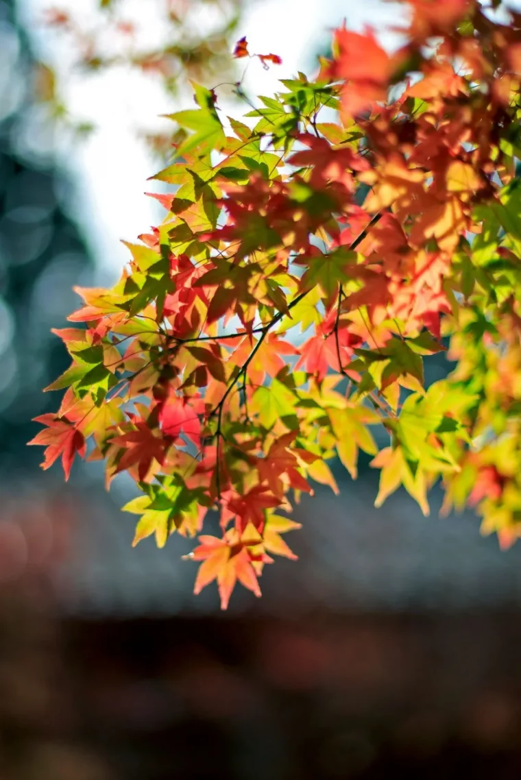 pourquoi les feuilles jaunissent et tombent en automne reponse