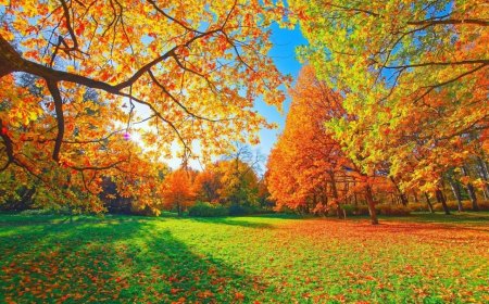 pourquoi les feuilles jaunissent et tombent en automne reponse detaillee