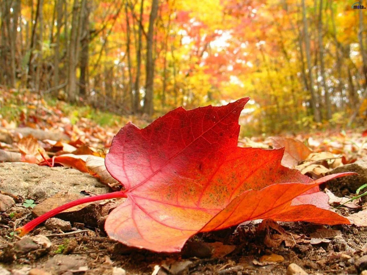 pourquoi les feuilles jaunissent et tombent en automne