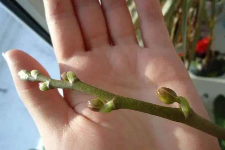 pourquoi mettre du citron sur les orchidées bourgeons orchidee dans unemain