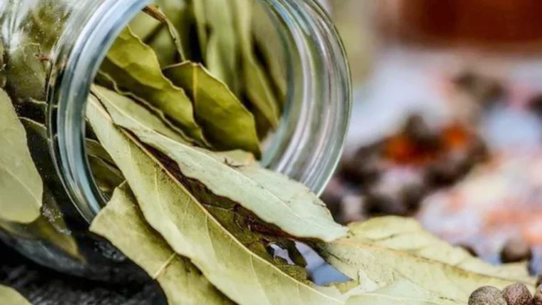 pourquoi mettre un feuille de laurier dans les pots de fleurs