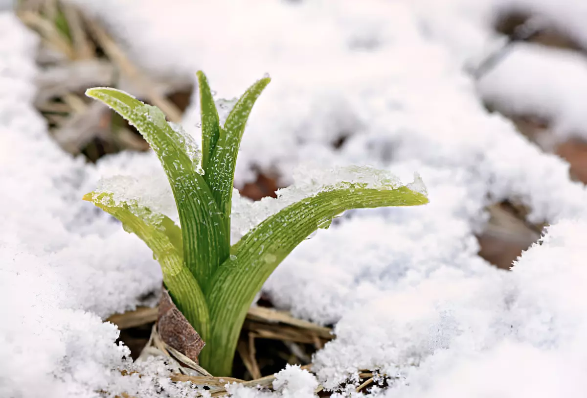 pousses verts d hemerocalle dans la neige