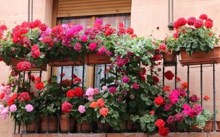 preparer le geranium pour l hiver pots suspendus balcon facade maison