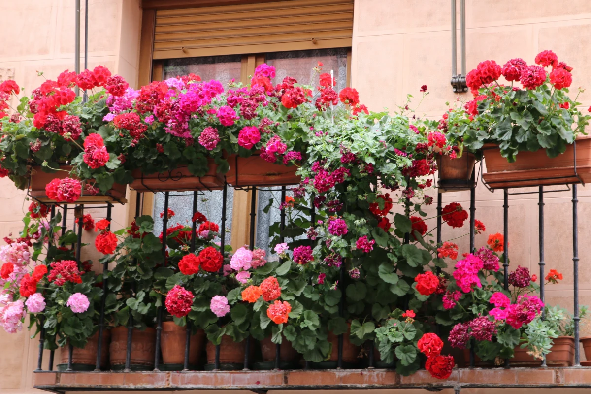 preparer le geranium pour l hiver pots suspendus balcon facade maison