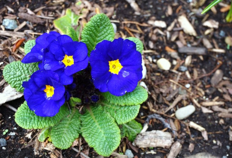 primavere blue feuilles vertes fleurs d hiver