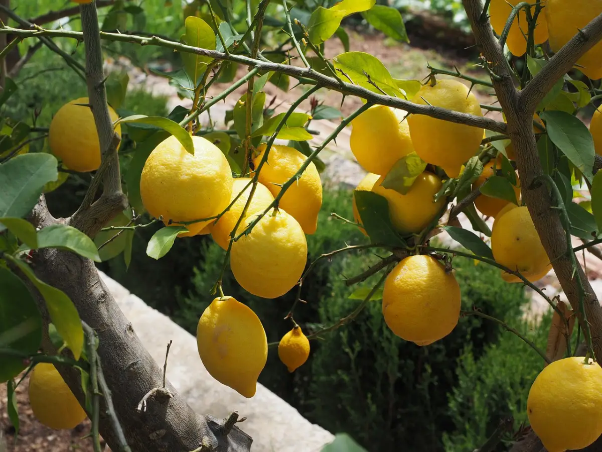 production fruits agrumes arbre citronnier feuilles tiges branches