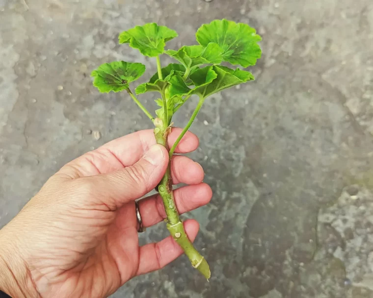 propager les géraniums faire des boutures de geraniums comment conserver les géraniums l hiver