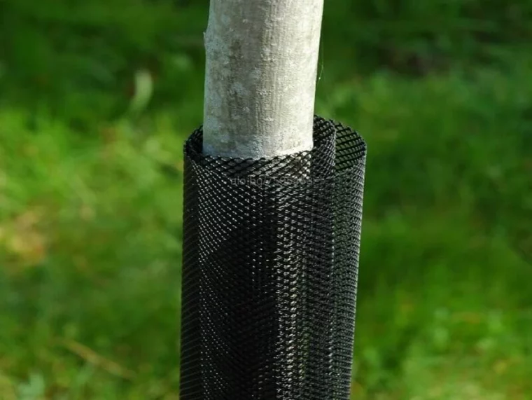 protection des arbres fruitiers en hiver
