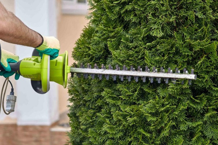 puis je tailler mes thuyas en octobre outil jardinage entretien haie conifere