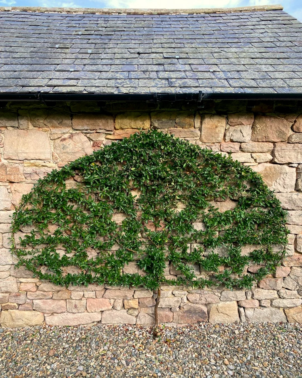 pyracantha grimpante pour mur feuilles vertes en forme d arbre