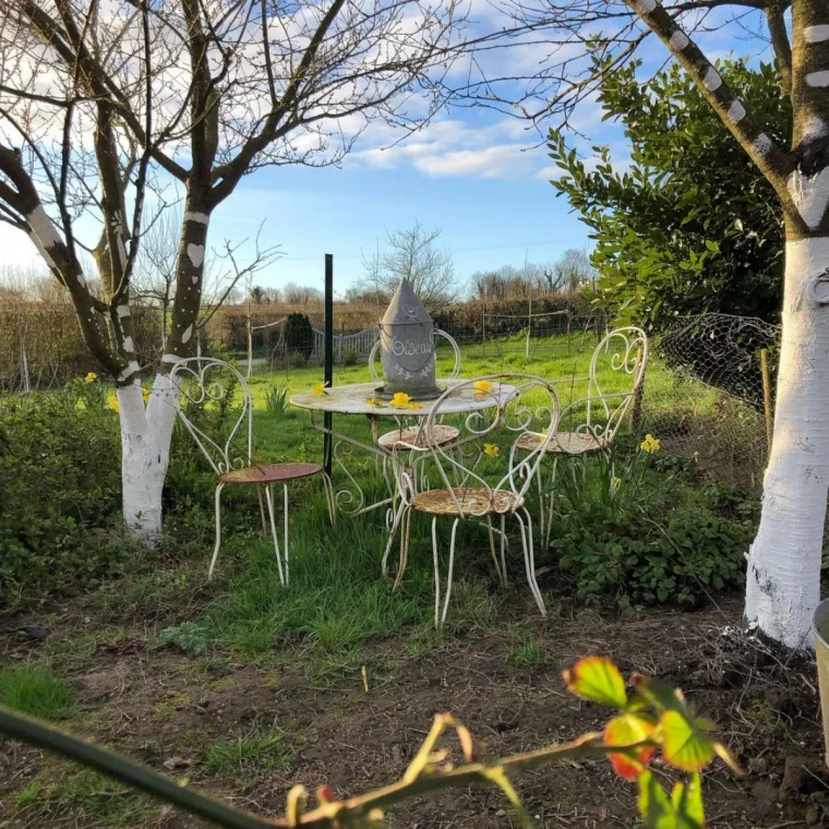 quand chauler les arbres et les arbustes jardin pelouse verte troncs blancs