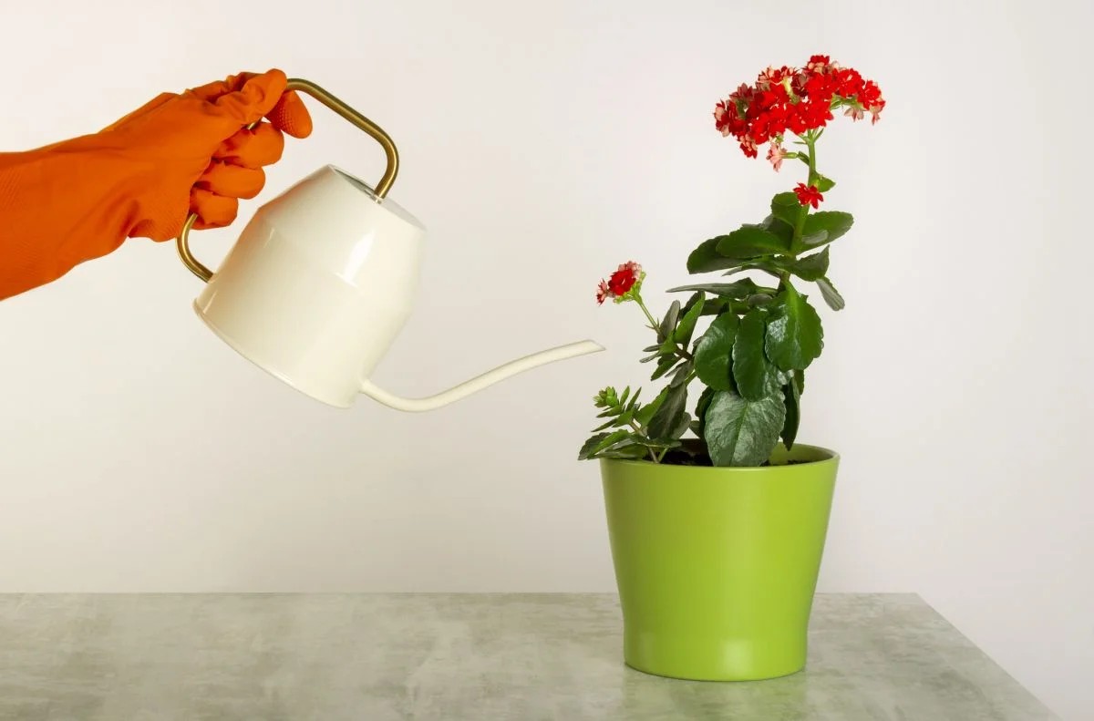 Comment savoir si le kalanchoé a besoin d’eau ? Voici comment adopter les bonnes pratiques d