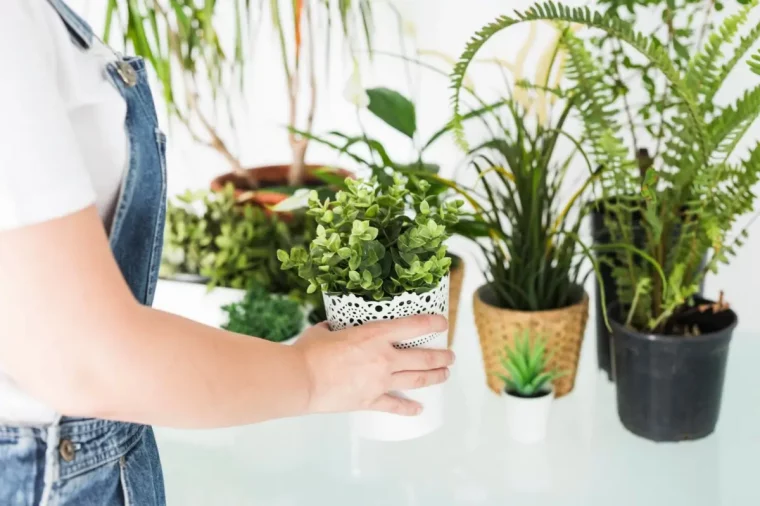 quand rentrer les plantes a l interieur fougere femme pots aloe vera