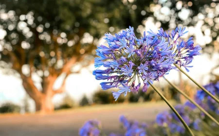 quand tailler les agapanthes floraison fleurs bleues coucher soleil arbres jardin
