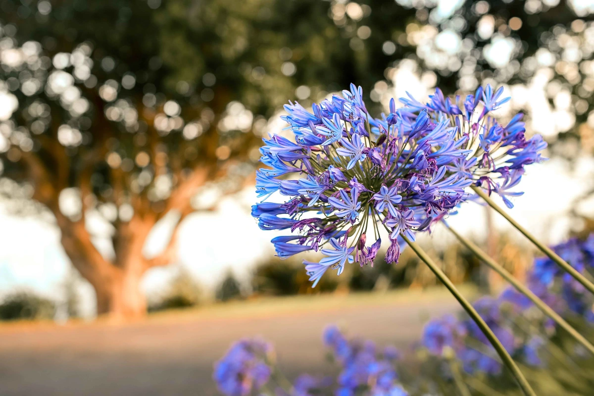 quand tailler les agapanthes floraison fleurs bleues coucher soleil arbres jardin