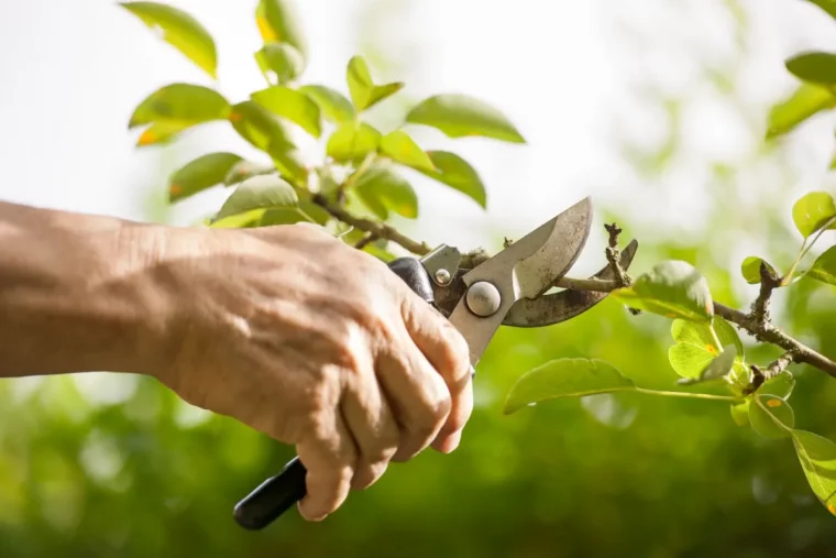 quand tailler les arbustes a fleurs secateur