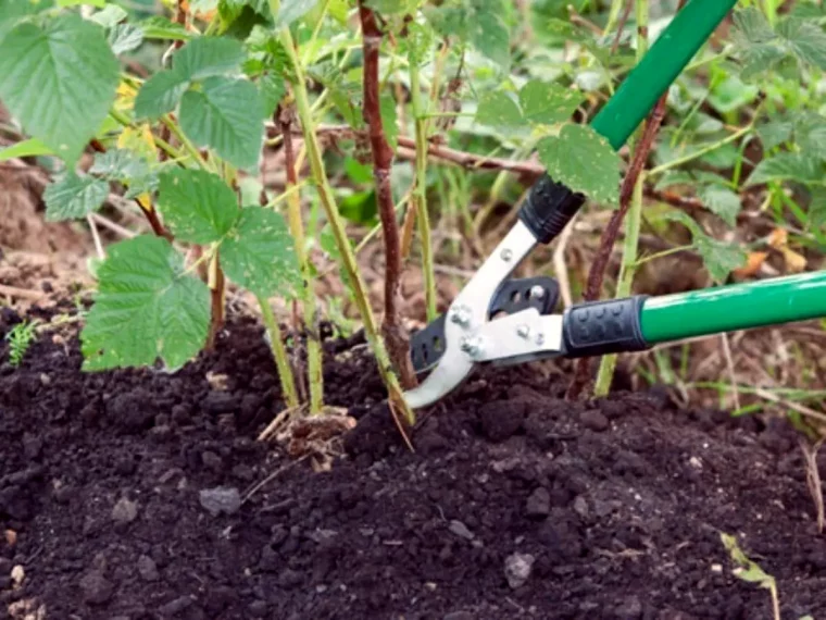 quand tailler les framboisisers non remontants terre feuilles vertes secateur vert