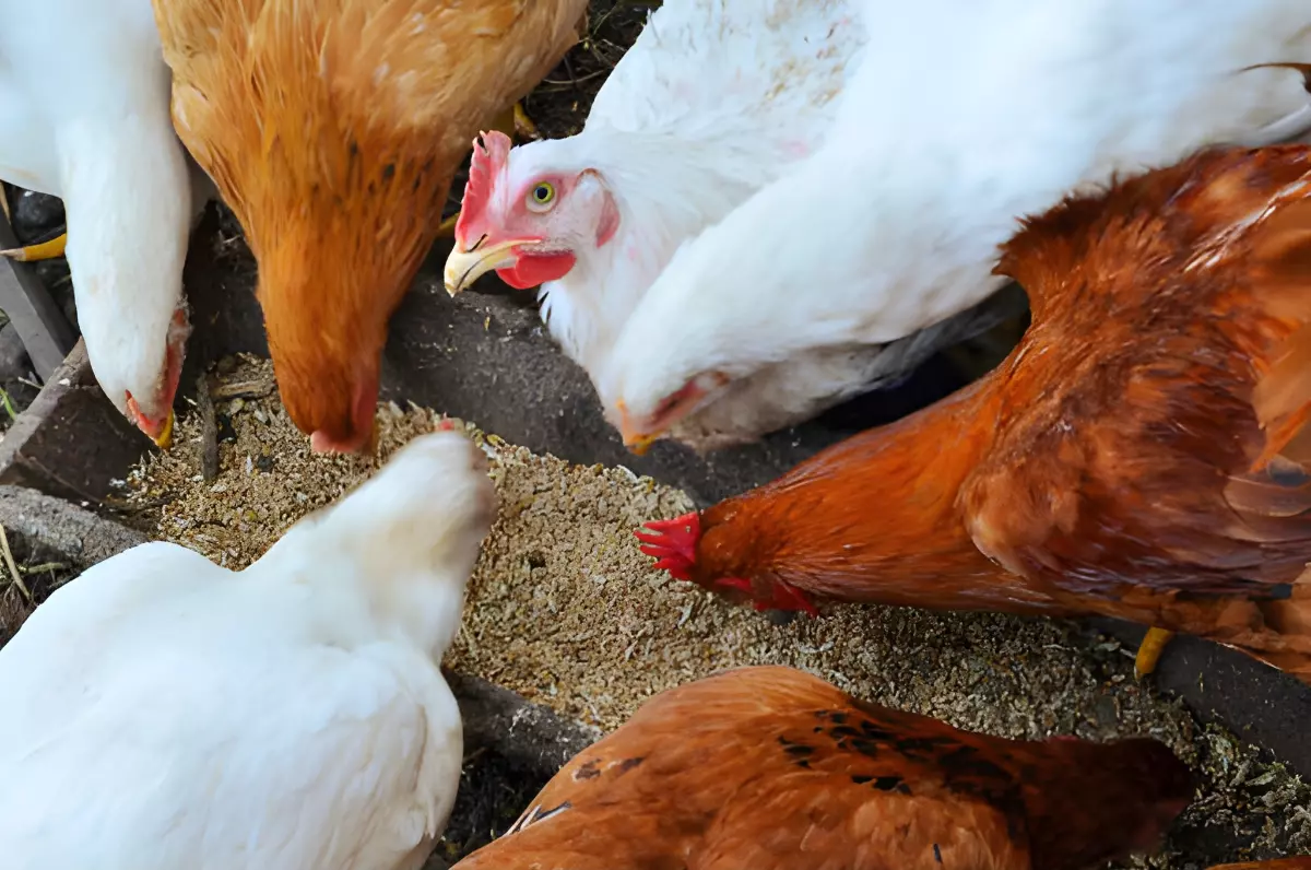 quatre poules au plumage blanc et trois au plumage marron au dessus de mangeoire avec un mix de grains