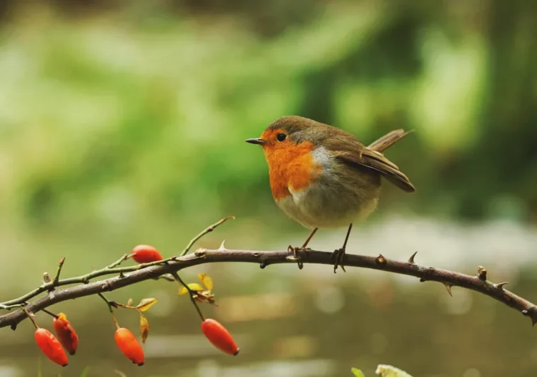 que donner à manger aux oiseaux arbustes églantier des chiens