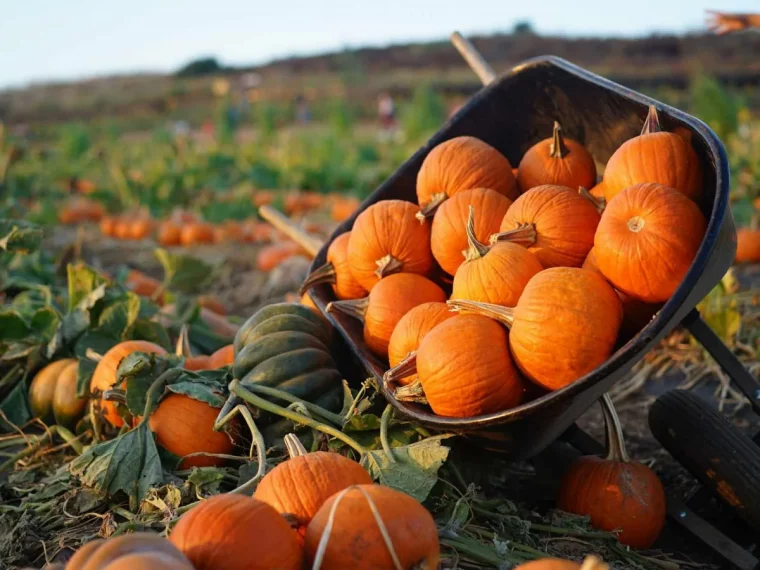 que faire avec des courges astuces et conseils