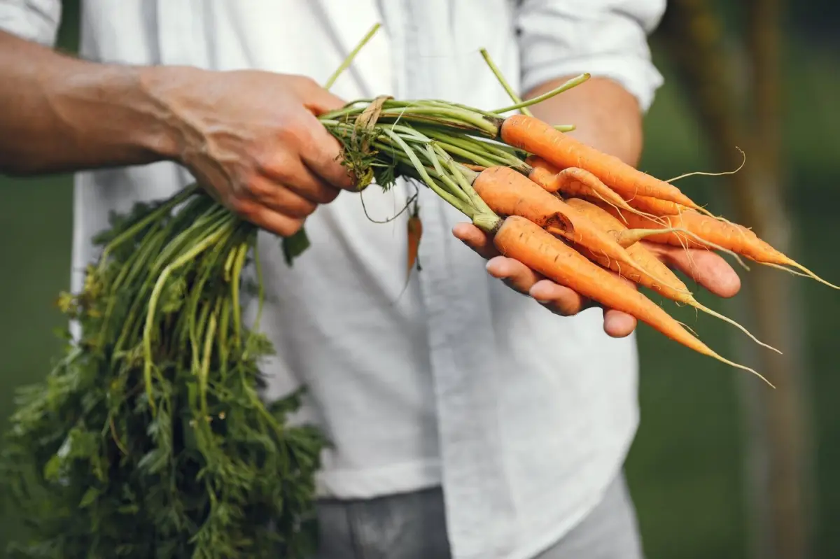 que faire avec fanes des carottes recolte legumes mains homme