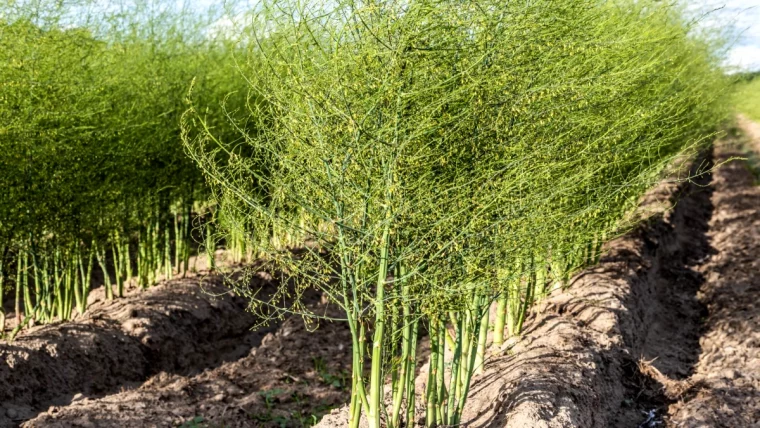 que faire avec les asperges en automne rang de tiges vertes