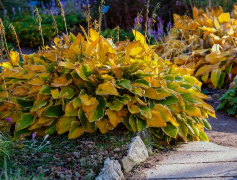 que faire des feuilles jaunies des hostas conseils